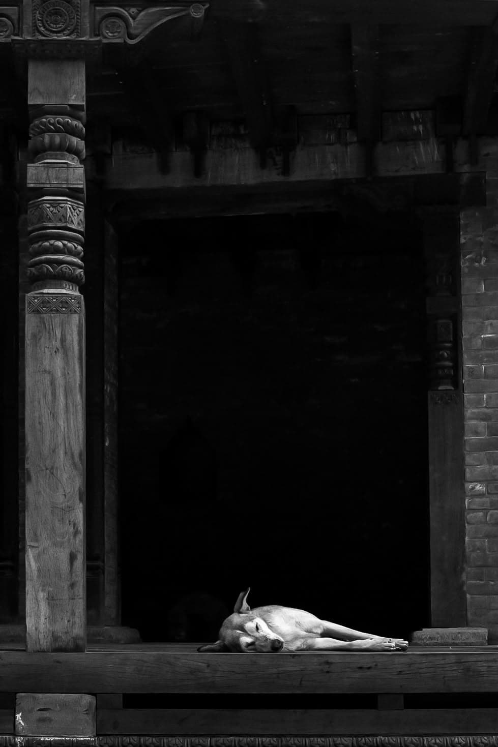 A dog asleep in a temple doorway