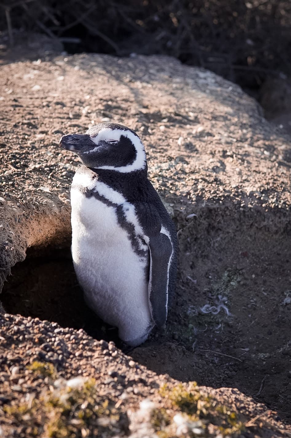 A penguin at the entrance to its burrow