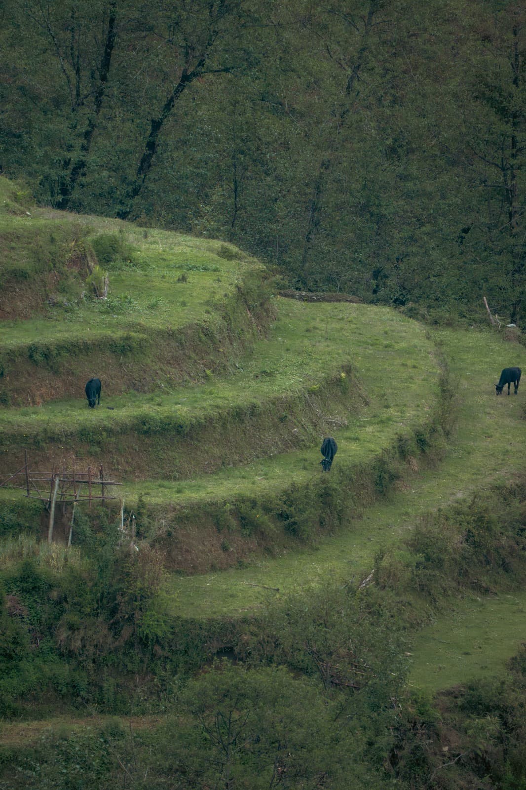 Cattle grazing on a terraced hillside