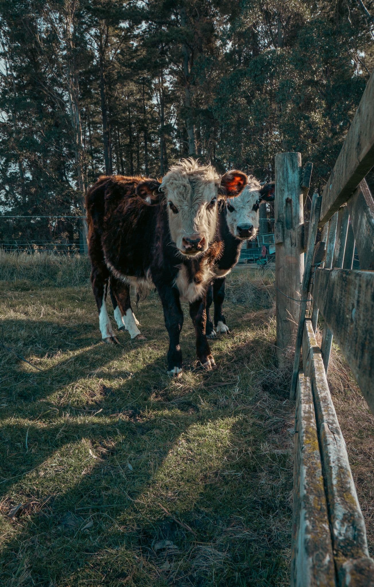 Portrait in passing light