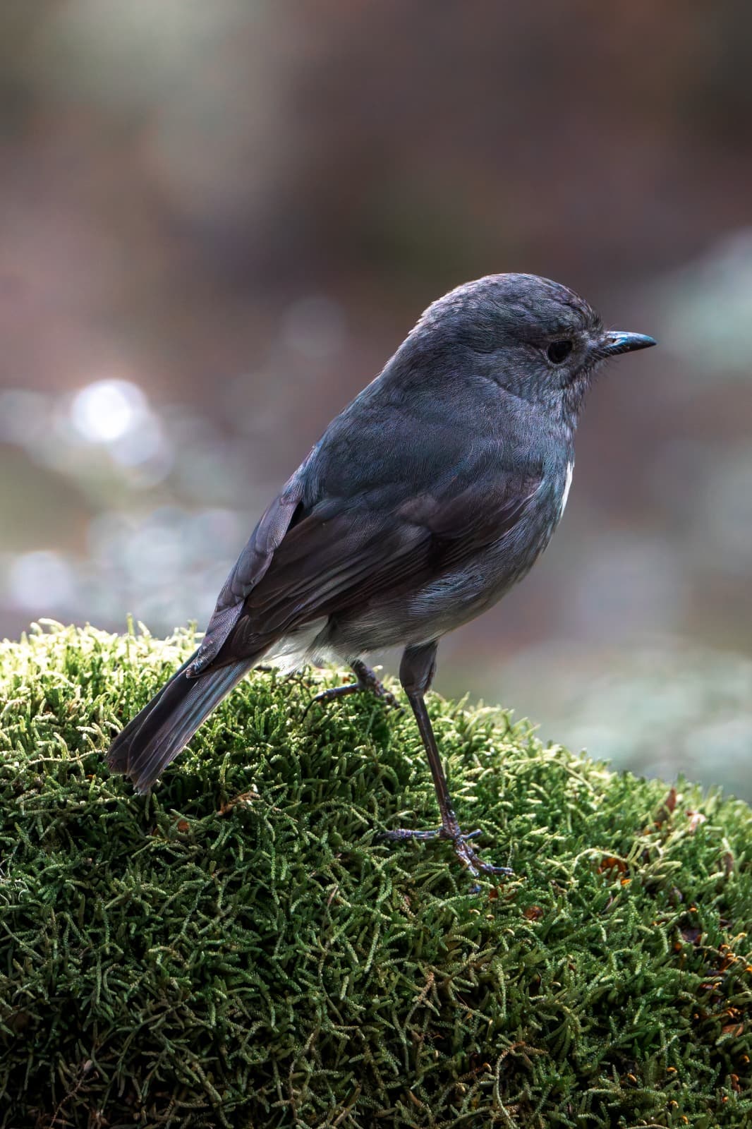 A robin on a cushion of moss