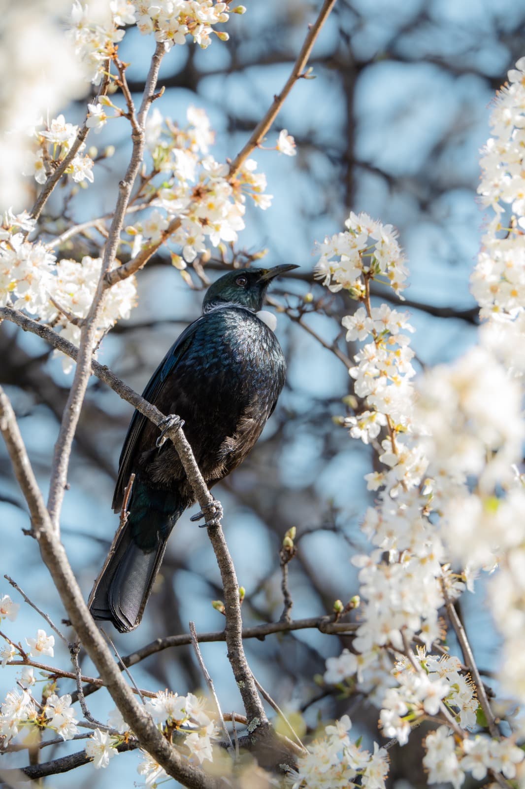 A tūī in a blossoming tree against blue sky