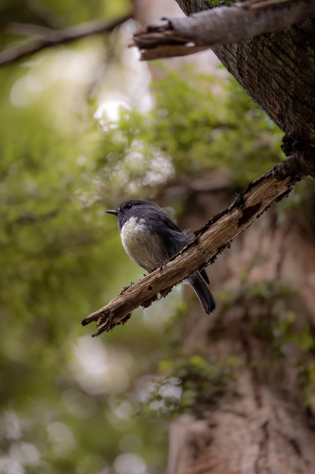 A robin on a bare branch in the forest