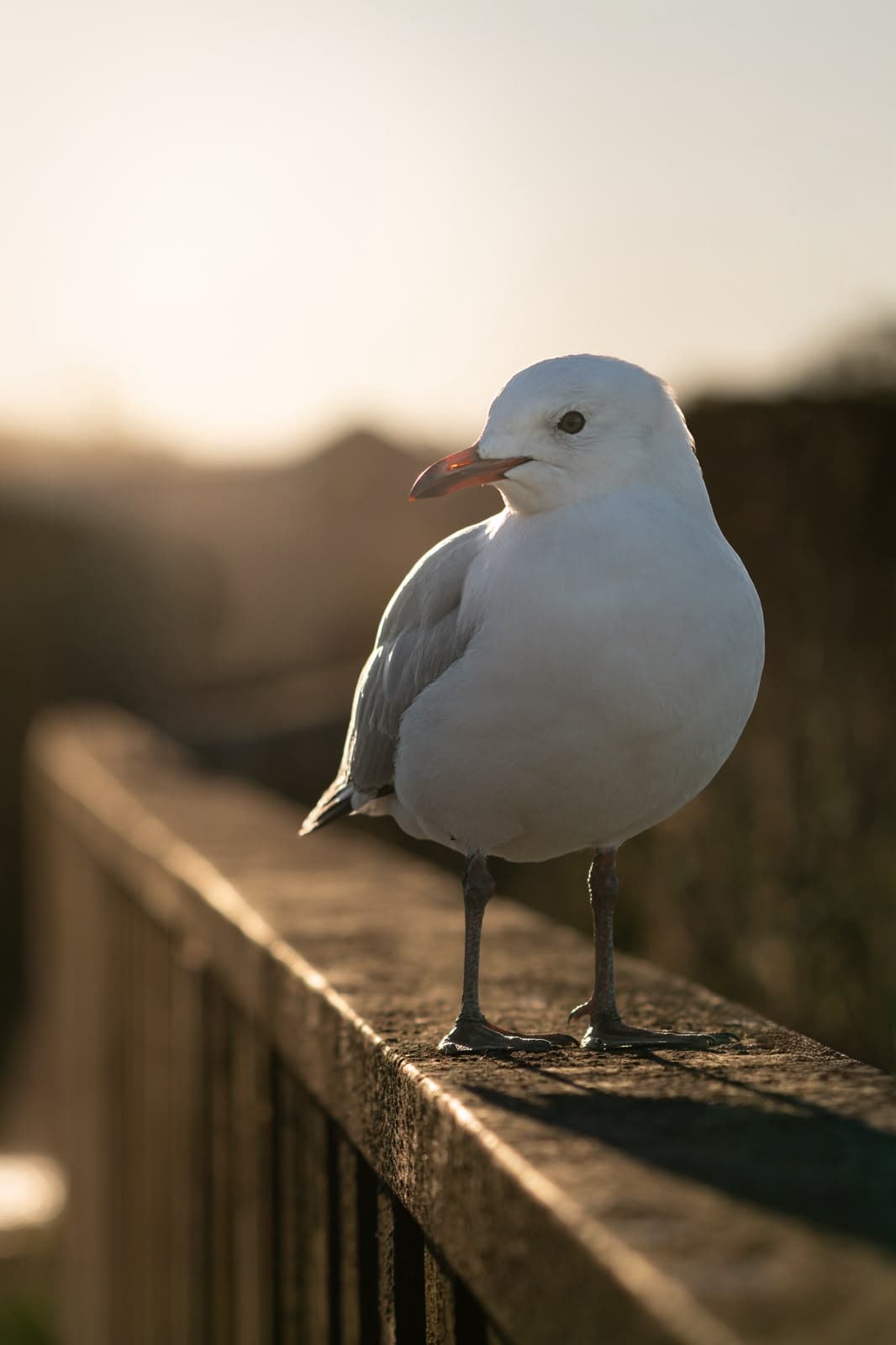 A gull on a railing in low golden light