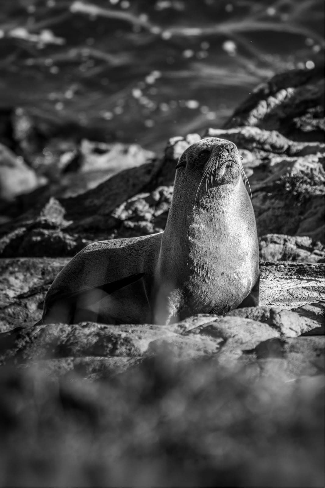 A fur seal on the rocks, black and white