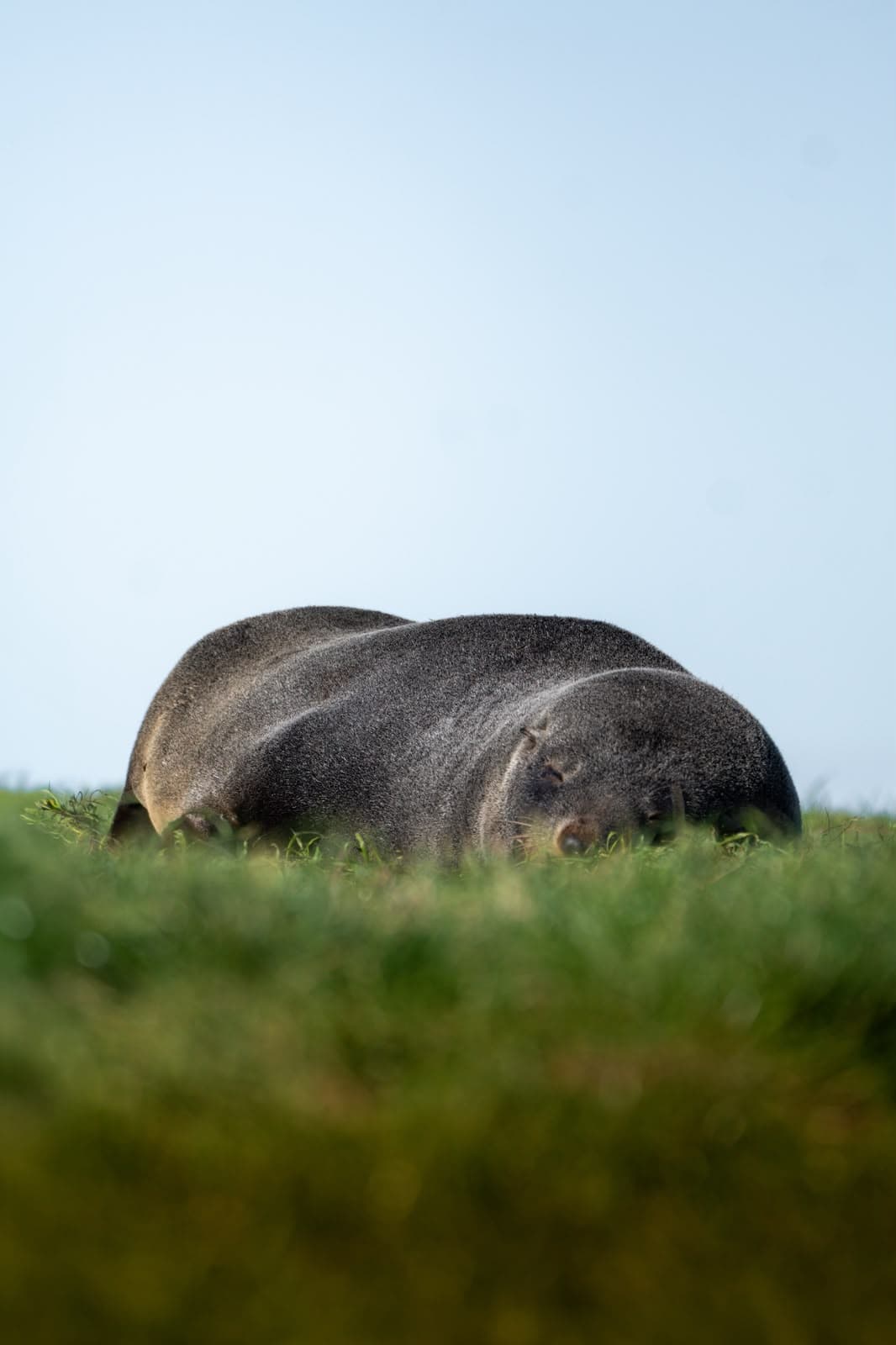 A fur seal asleep in the grass under a clear sky
