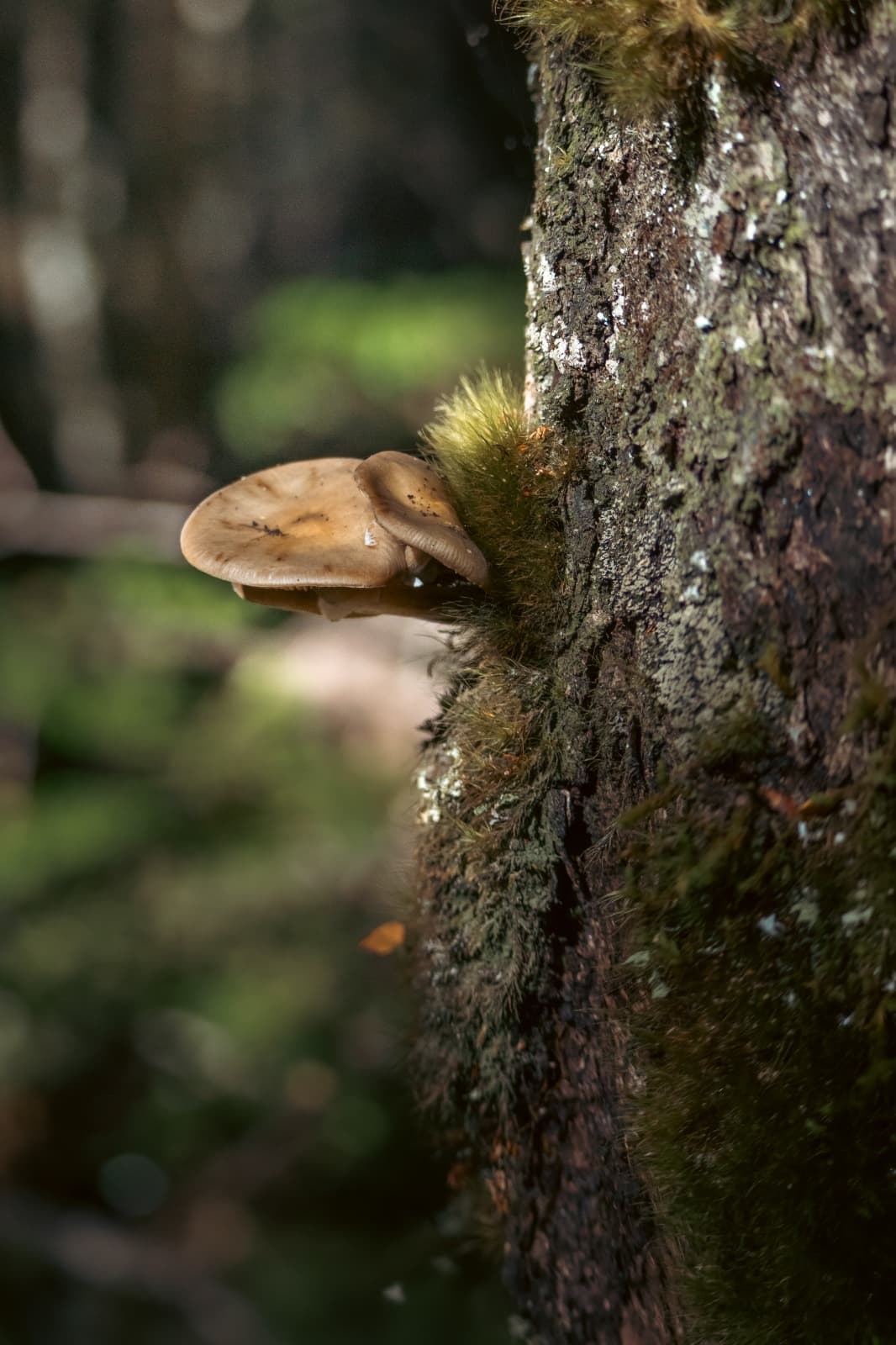 A mushroom growing from a mossy tree trunk