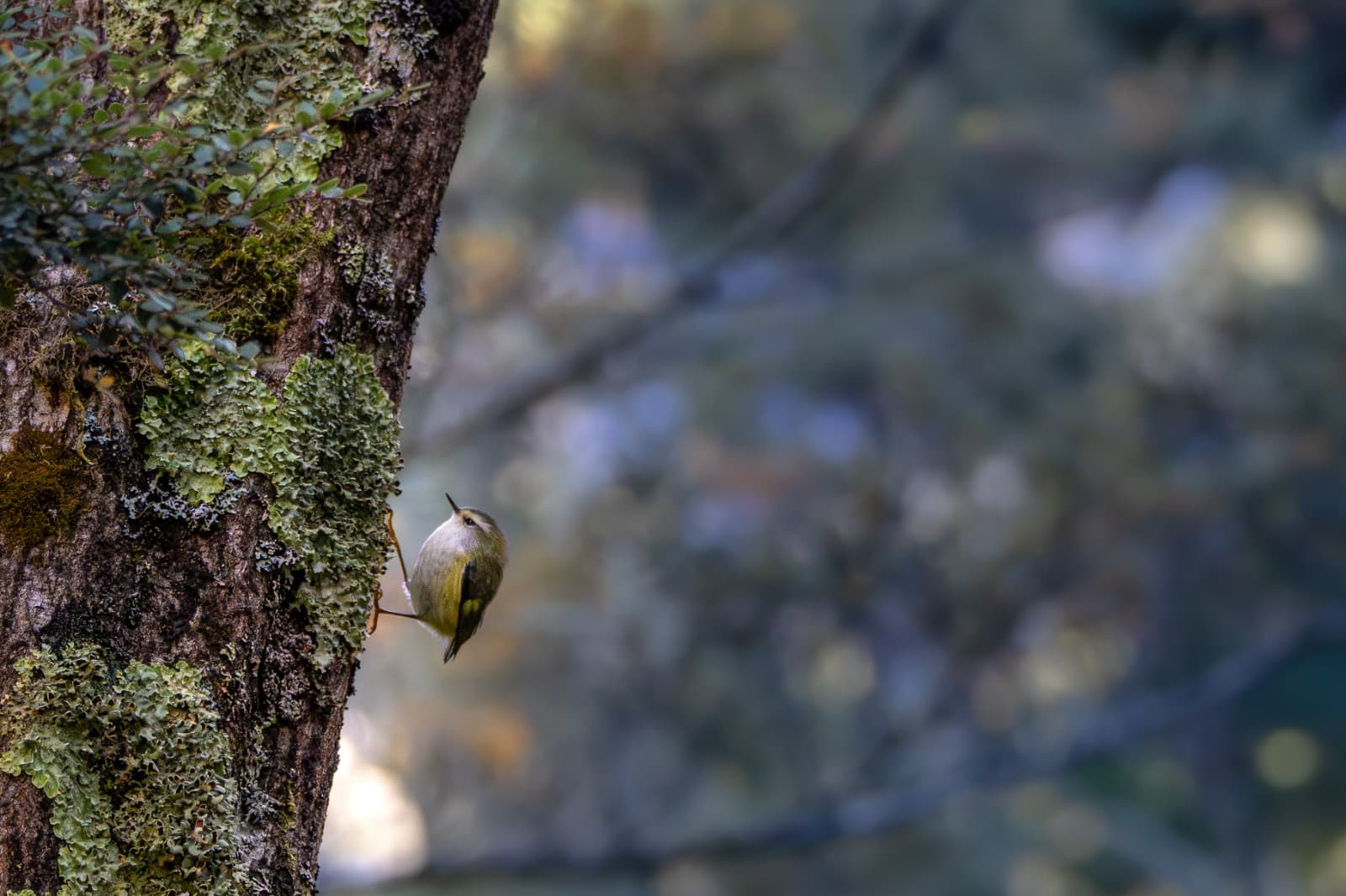 A rifleman clinging to a lichen-covered trunk