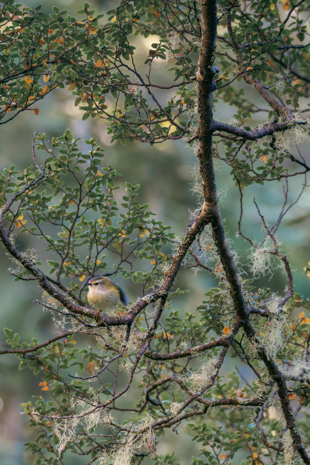 A tiny rifleman among mossy branches