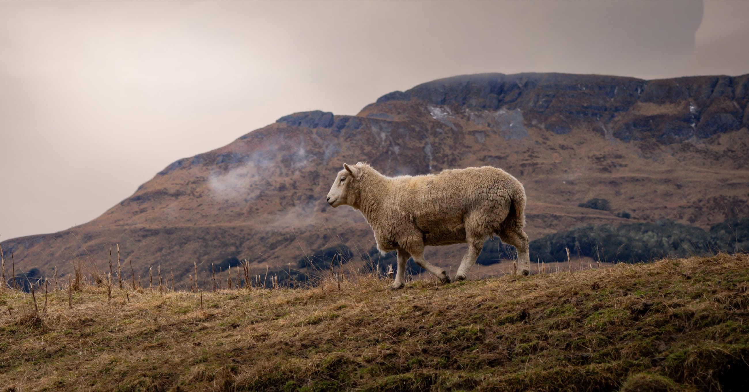 A sheep walking a ridge below a cloud-wrapped mountain