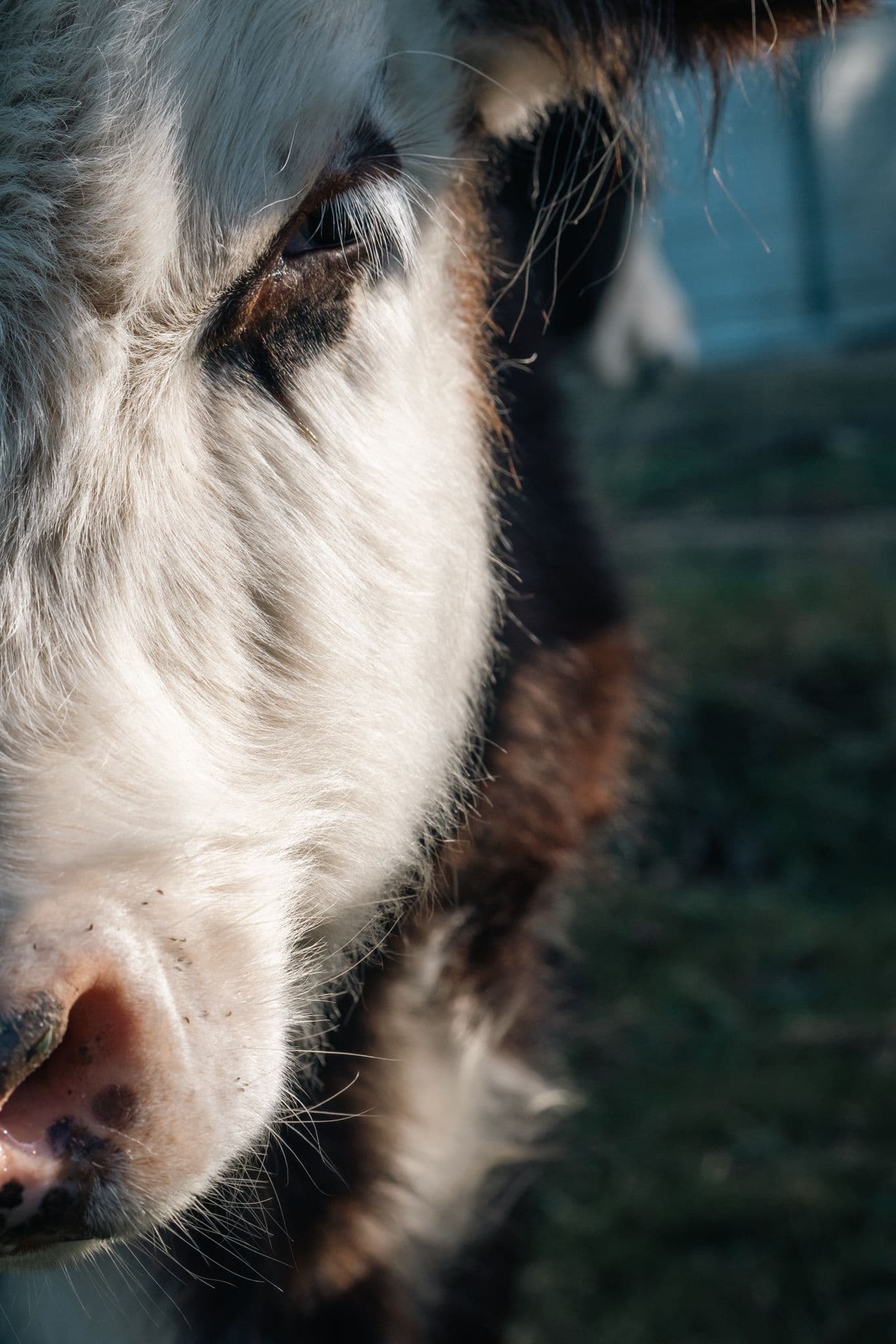 A calf up close, half its face in soft light