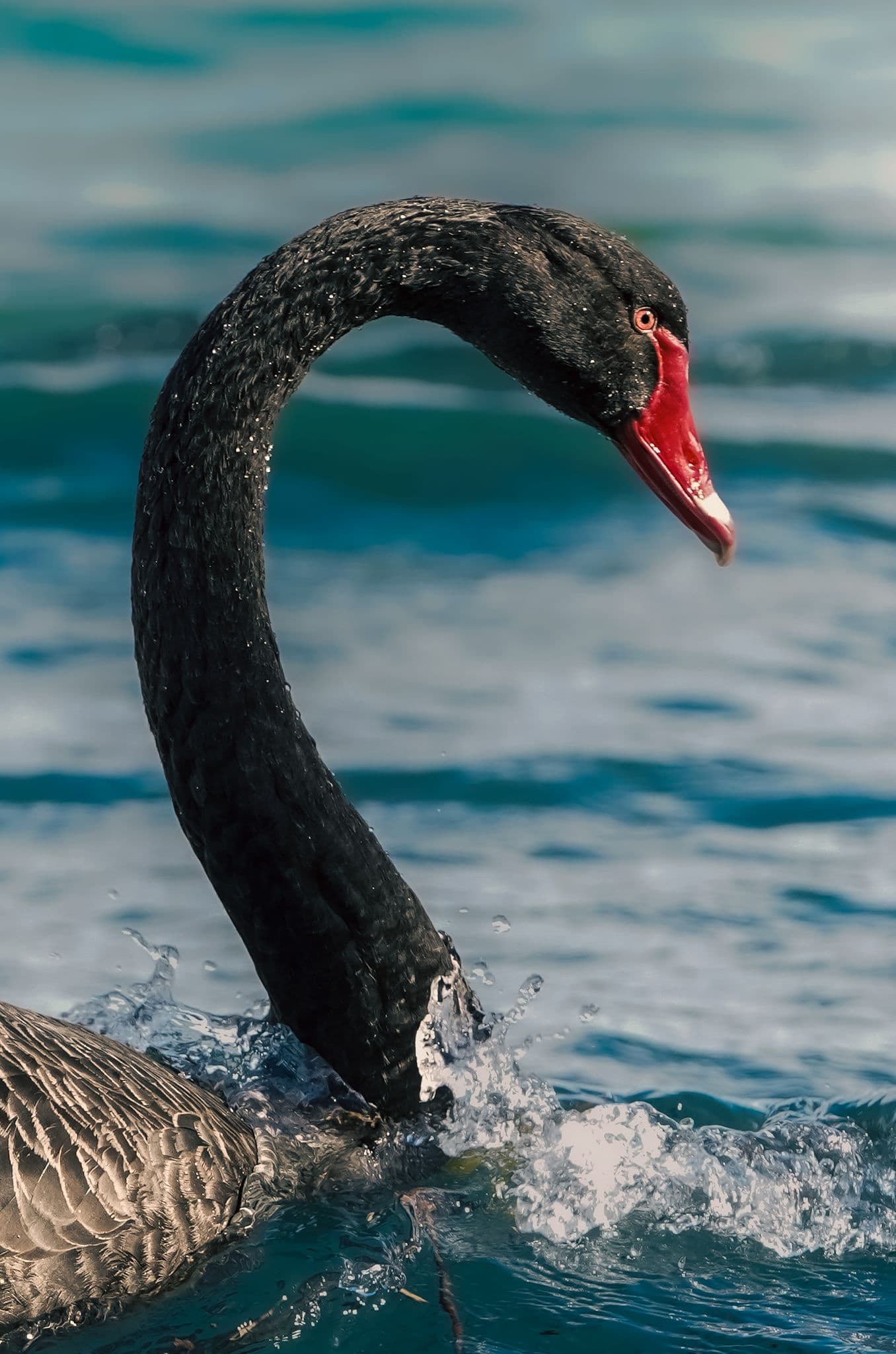 A black swan, neck curved, water splashing