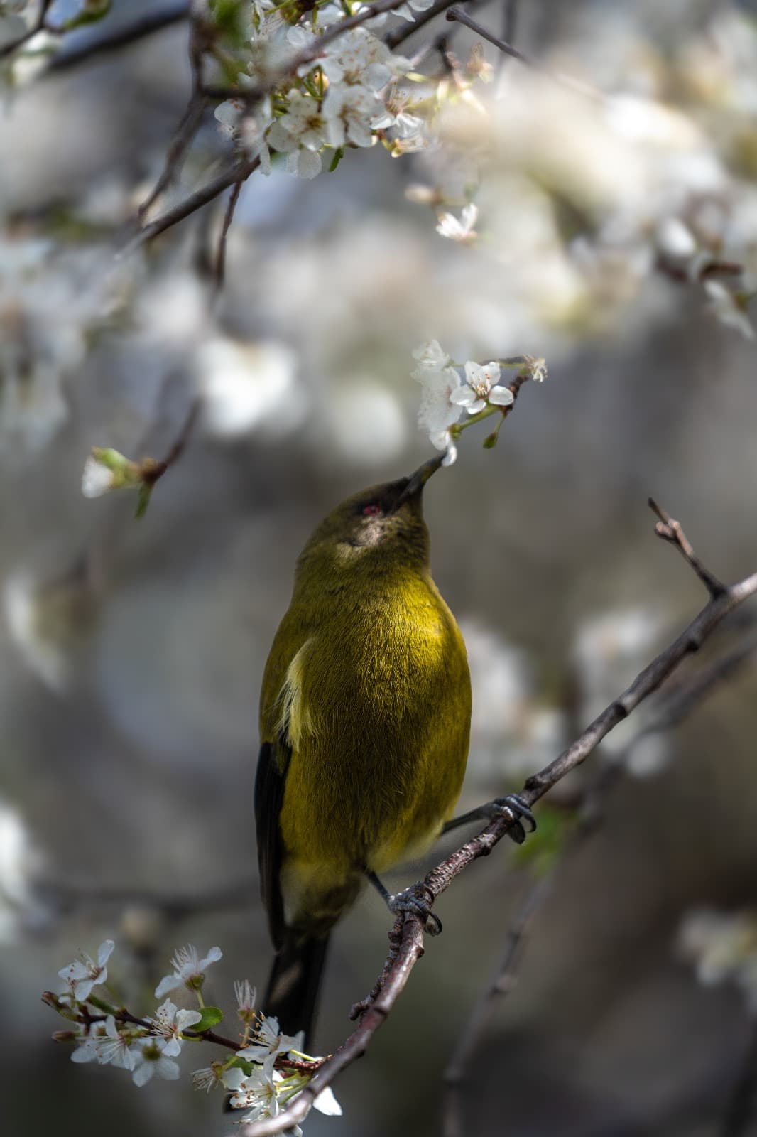 A bellbird reaching up to a plum blossom