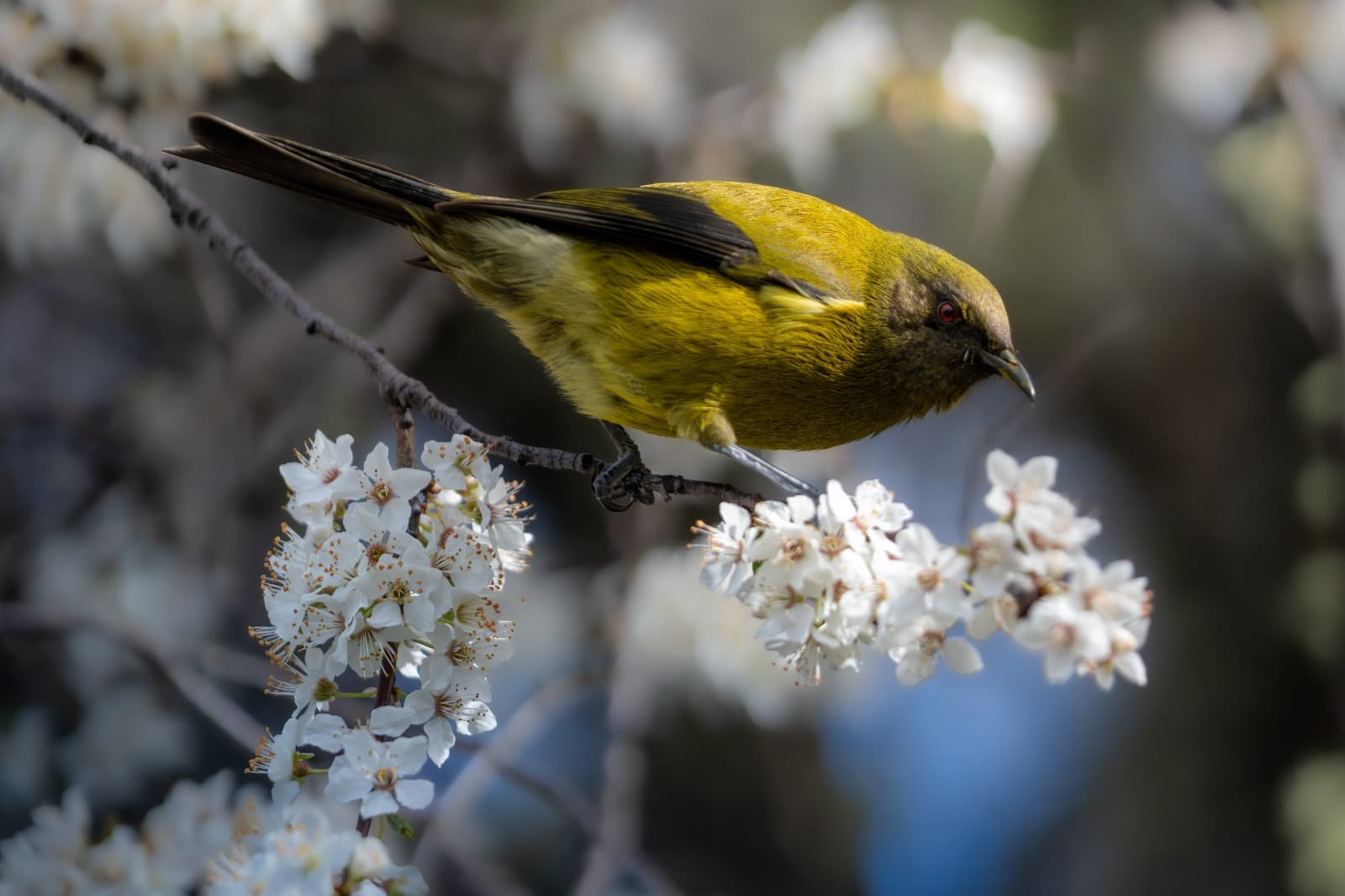 A bellbird perched over white blossom